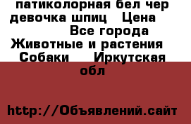 патиколорная бел/чер девочка шпиц › Цена ­ 15 000 - Все города Животные и растения » Собаки   . Иркутская обл.